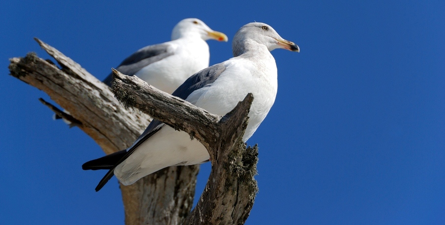 Bird's eye view of health
